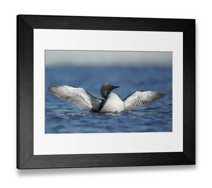 Framed Print : Pacific Diver (Gavia pacifica) adult, breeding plumage, flapping wings on water, Nunavut, Canada, July Framed Print : Pacific Diver (Gavia pacifica) adult, breeding plumage, flapping wings on water, Nunavut, Canada, July
