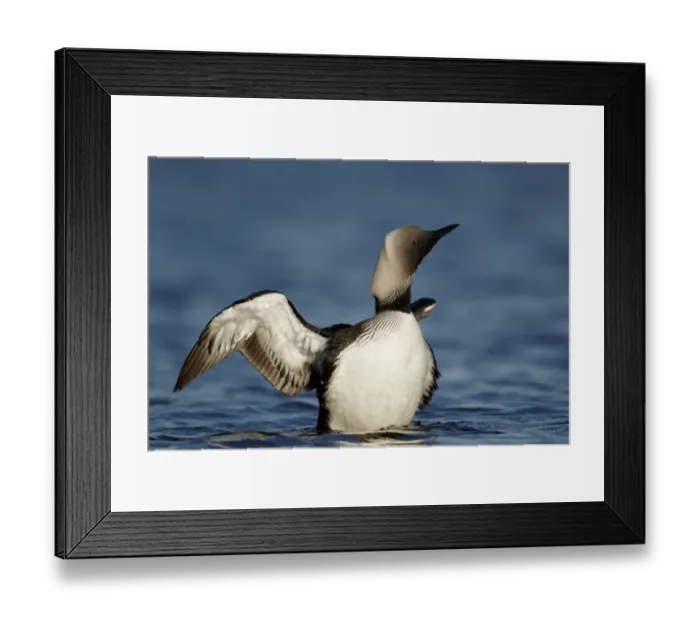 Framed Print : Pacific Diver (Gavia pacifica) adult, breeding plumage, shaking head and wings on water, Nunavut, Canada, July Framed Print : Pacific Diver (Gavia pacifica) adult, breeding plumage, shaking head and wings on water, Nunavut, Canada, July