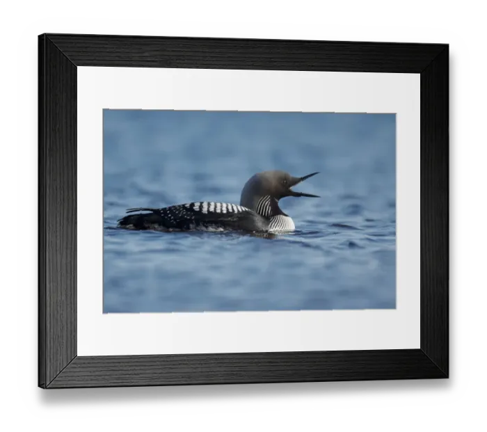 Framed Print : Pacific Diver (Gavia pacifica) adult, breeding plumage, yawning on water, Nunavut, Canada, July