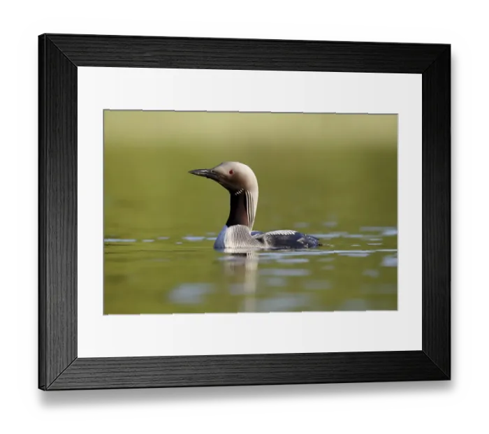 Framed Print : Black-throated Diver (Gavia arctica) adult, breeding plumage, swimming on lake, Finland, July Framed Print : Black-throated Diver (Gavia arctica) adult, breeding plumage, swimming on lake, Finland, July