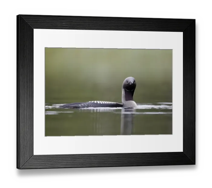 Framed Print : Black-throated Diver (Gavia arctica) adult, breeding plumage, swimming on lake, Finland, July Framed Print : Black-throated Diver (Gavia arctica) adult, breeding plumage, swimming on lake, Finland, July