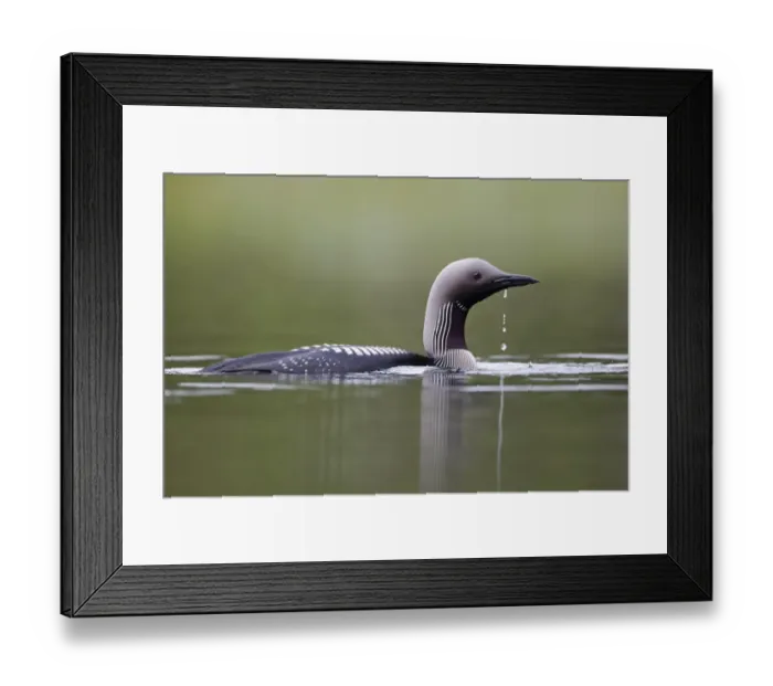 Framed Print : Black-throated Diver (Gavia arctica) adult, breeding plumage, swimming on lake, Finland, July Framed Print : Black-throated Diver (Gavia arctica) adult, breeding plumage, swimming on lake, Finland, July