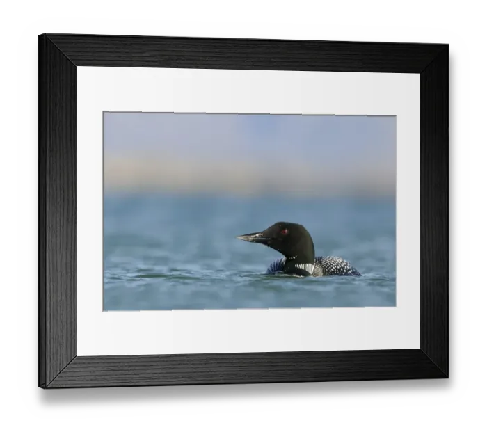 Framed Print : Great Northern Diver (Gavia immer) adult, breeding plumage, swimming on lake, Lake Myvatn, Iceland, June Framed Print : Great Northern Diver (Gavia immer) adult, breeding plumage, swimming on lake, Lake Myvatn, Iceland, June