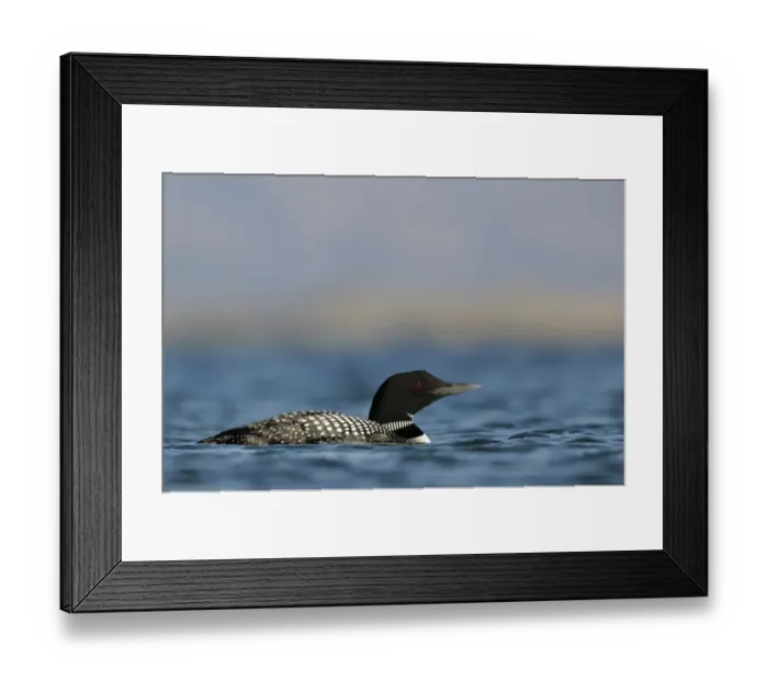 Framed Print : Great Northern Diver (Gavia immer) adult, breeding plumage, swimming on lake, Lake Myvatn, Iceland, June Framed Print : Great Northern Diver (Gavia immer) adult, breeding plumage, swimming on lake, Lake Myvatn, Iceland, June