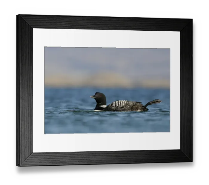 Framed Print : Great Northern Diver (Gavia immer) adult, breeding plumage, swimming with foot raised on lake, Lake Myvatn, Iceland Framed Print : Great Northern Diver (Gavia immer) adult, breeding plumage, swimming with foot raised on lake, Lake Myvatn, Iceland