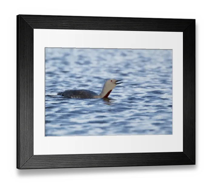 Framed Print : Red-throated Diver (Gavia stellata) adult, summer plumage, calling, swimming on loch, Shetland Islands, Scotland, June Framed Print : Red-throated Diver (Gavia stellata) adult, summer plumage, calling, swimming on loch, Shetland Islands, Scotland, June