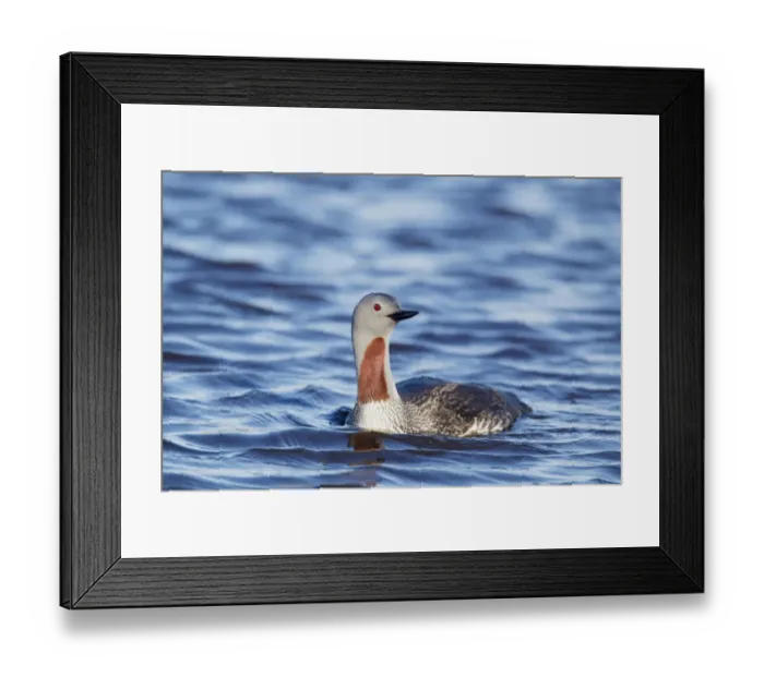 Framed Print : Red-throated Diver (Gavia stellata) adult, summer plumage, swimming on loch, Shetland Islands, Scotland, June Framed Print : Red-throated Diver (Gavia stellata) adult, summer plumage, swimming on loch, Shetland Islands, Scotland, June