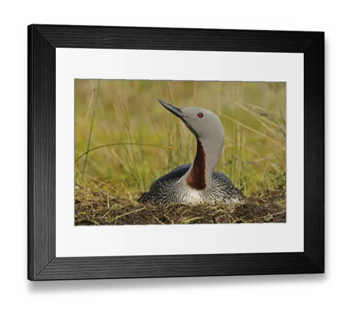 Framed Print : Red-throated Diver (Gavia stellata) adult, breeding plumage, sitting on nest, Iceland, June Framed Print : Red-throated Diver (Gavia stellata) adult, breeding plumage, sitting on nest, Iceland, June