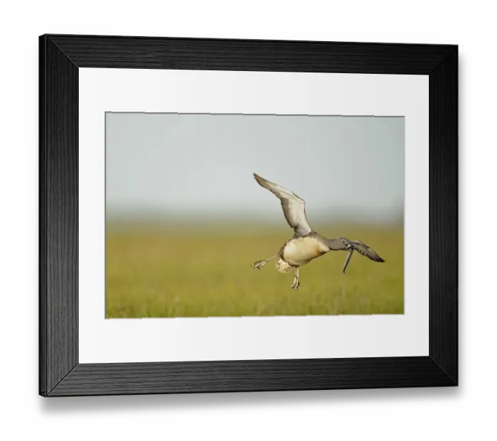 Framed Print : Red-throated Diver (Gavia stellata) adult, breeding plumage, in flight, with fish in beak, Iceland, June Framed Print : Red-throated Diver (Gavia stellata) adult, breeding plumage, in flight, with fish in beak, Iceland, June