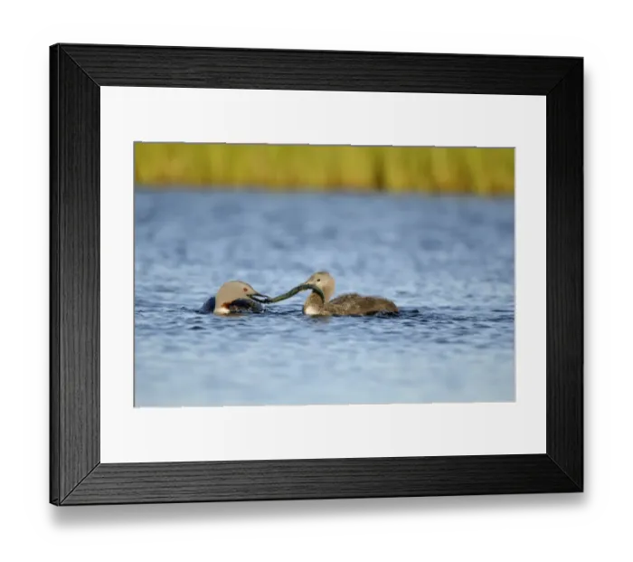Framed Print : Red-throated Diver (Gavia stellata) adult, breeding plumage, feeding chick with fish on water, Iceland, June Framed Print : Red-throated Diver (Gavia stellata) adult, breeding plumage, feeding chick with fish on water, Iceland, June