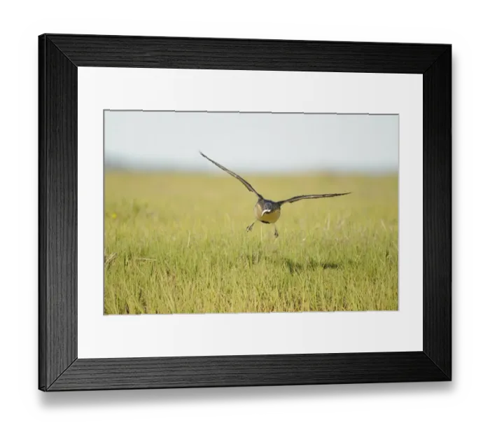 Framed Print : Red-throated Diver (Gavia stellata) adult, breeding plumage, in flight, with fish in beak, Iceland, June Framed Print : Red-throated Diver (Gavia stellata) adult, breeding plumage, in flight, with fish in beak, Iceland, June