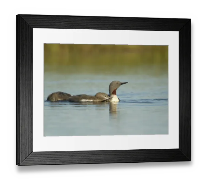 Framed Print : Red-throated Diver (Gavia stellata) adult, breeding plumage, with two chicks, swimming, Iceland, June Framed Print : Red-throated Diver (Gavia stellata) adult, breeding plumage, with two chicks, swimming, Iceland, June