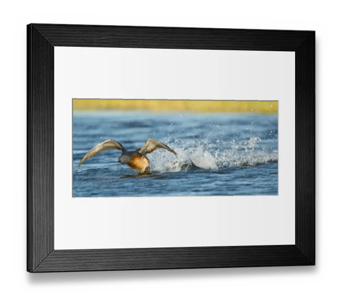 Framed Print : Red-throated Diver (Gavia stellata) adult, breeding plumage, taking off from water, Iceland, June Framed Print : Red-throated Diver (Gavia stellata) adult, breeding plumage, taking off from water, Iceland, June
