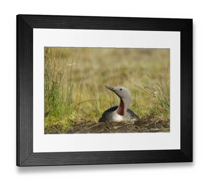 Framed Print : Red-throated Diver (Gavia stellata) adult, breeding plumage, sitting on nest, Iceland, June Framed Print : Red-throated Diver (Gavia stellata) adult, breeding plumage, sitting on nest, Iceland, June