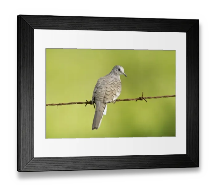 Framed Print : Inca Dove (Columbina inca) adult, perched on barbed wire fence, Costa Rica, April Framed Print : Inca Dove (Columbina inca) adult, perched on barbed wire fence, Costa Rica, April
