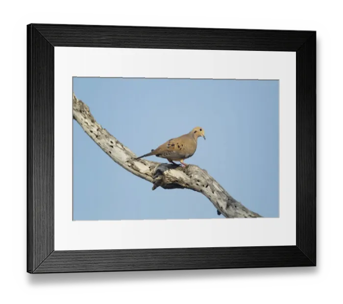 Framed Print : Mourning Dove (Zenaida macroura) adult, perched on branch, South Texas, U. S. A. may Framed Print : Mourning Dove (Zenaida macroura) adult, perched on branch, South Texas, U. S. A. may