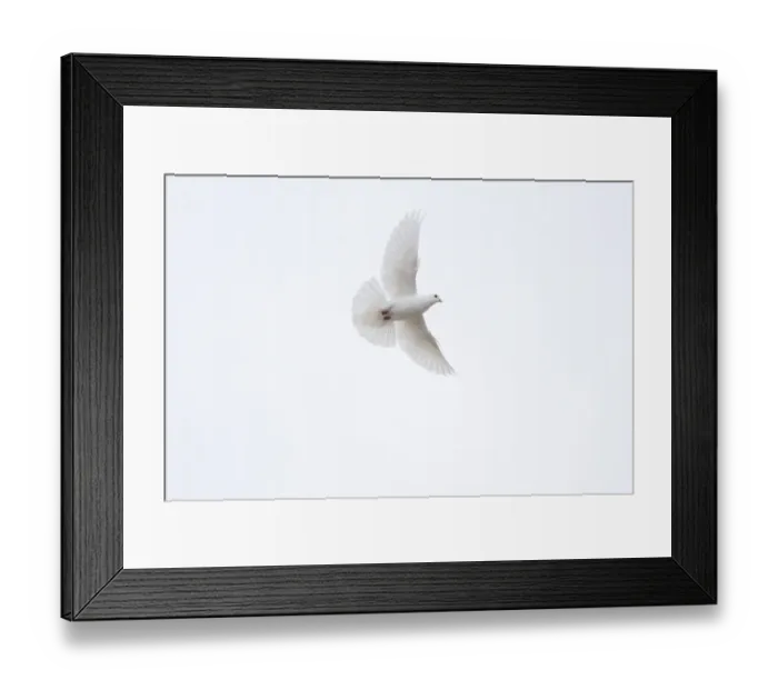 Framed Print : Common Pochard (Aythya ferina) adult male, in flight, Gloucestershire, England, february Framed Print : Common Pochard (Aythya ferina) adult male, in flight, Gloucestershire, England, february