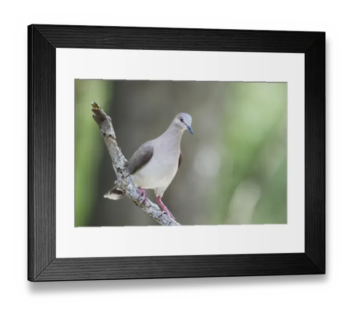 Framed Print : White-tipped Dove (Leptotila verreauxi) adult, perched on branch, Laguna Atascosa National Wildlife Refuge
