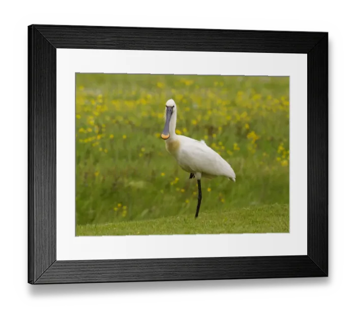Framed Print : Eurasian Spoonbill (Platalea leucorodia) adult, breeding plumage, standing on one leg, Netherlands, May Framed Print : Eurasian Spoonbill (Platalea leucorodia) adult, breeding plumage, standing on one leg, Netherlands, May
