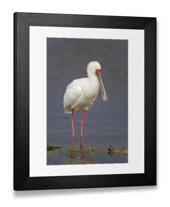 Framed Print : African Spoonbill (Platalea alba) adult, standing in water, Lake Nakuru N. P. Great Rift Valley, Kenya, August Framed Print : African Spoonbill (Platalea alba) adult, standing in water, Lake Nakuru N. P. Great Rift Valley, Kenya, August