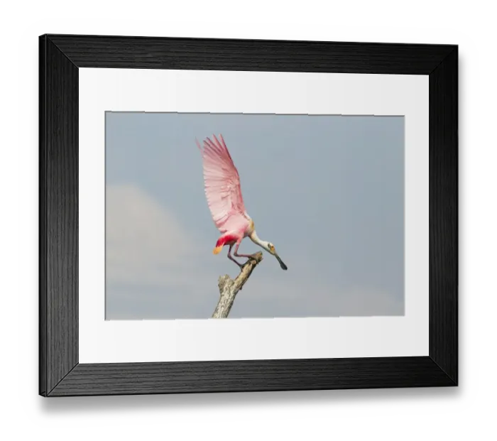 Framed Print : Roseate Spoonbill (Ajaia ajaja) adult, with wings raised during fight over position on dead tree, High Island Framed Print : Roseate Spoonbill (Ajaia ajaja) adult, with wings raised during fight over position on dead tree, High Island