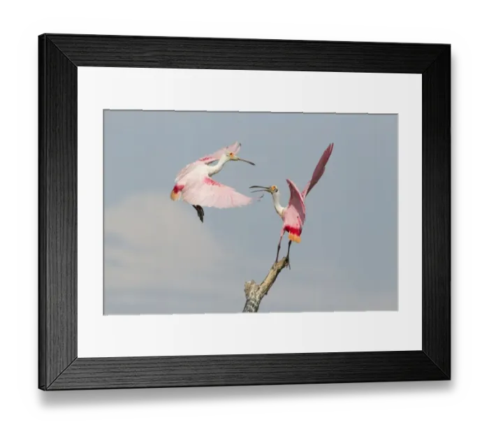 Framed Print : Roseate Spoonbill (Ajaia ajaja) two adults, fighting over position on dead tree, High Island, Bolivar Peninsula Framed Print : Roseate Spoonbill (Ajaia ajaja) two adults, fighting over position on dead tree, High Island, Bolivar Peninsula