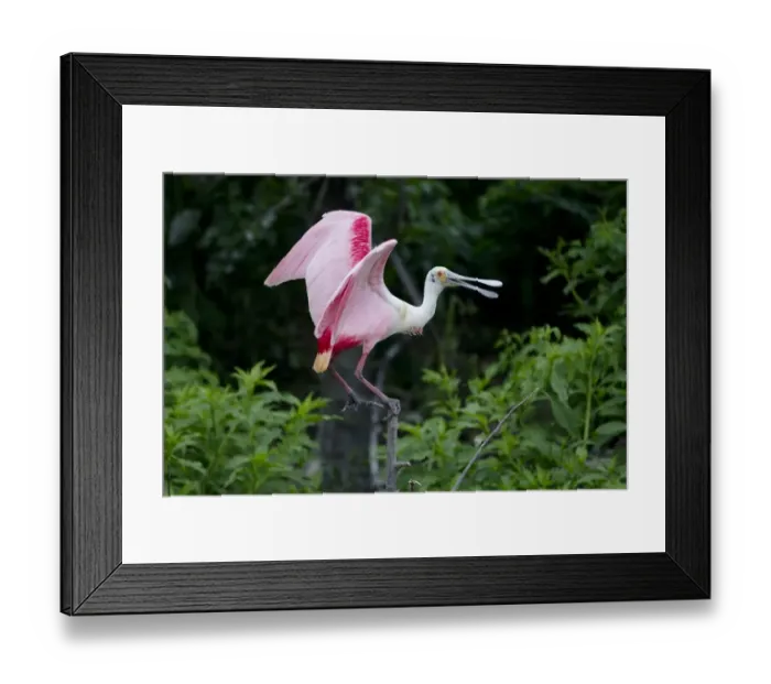 Framed Print : Roseate Spoonbill (Ajaia ajaja) adult, with beak open, standing on branch, High Island, Bolivar Peninsula Framed Print : Roseate Spoonbill (Ajaia ajaja) adult, with beak open, standing on branch, High Island, Bolivar Peninsula
