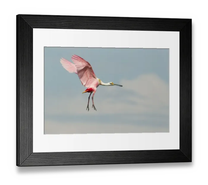 Framed Print : Roseate Spoonbill (Ajaia ajaja) adult, in flight, High Island, Bolivar Peninsula, Galveston County, Texas, U. S. A. april Framed Print : Roseate Spoonbill (Ajaia ajaja) adult, in flight, High Island, Bolivar Peninsula, Galveston County, Texas, U. S. A. april