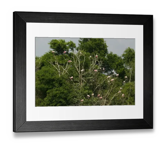 Framed Print : Roseate Spoonbill (Ajaia ajaja) adults and immatures, flock roosting in tree, High Island, Bolivar Peninsula Framed Print : Roseate Spoonbill (Ajaia ajaja) adults and immatures, flock roosting in tree, High Island, Bolivar Peninsula
