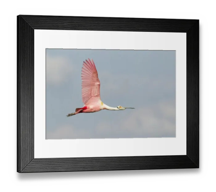 Framed Print : Roseate Spoonbill (Ajaia ajaja) adult, in flight, High Island, Bolivar Peninsula, Galveston County, Texas, U. S. A. april Framed Print : Roseate Spoonbill (Ajaia ajaja) adult, in flight, High Island, Bolivar Peninsula, Galveston County, Texas, U. S. A. april