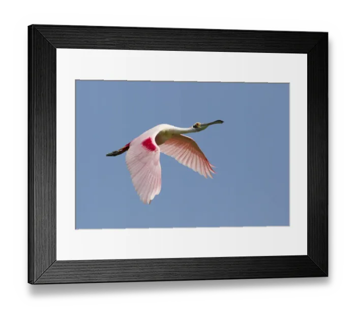 Framed Print : Roseate Spoonbill (Ajaia ajaja) adult, in flight, High Island, Bolivar Peninsula, Galveston County, Texas, U. S. A. april Framed Print : Roseate Spoonbill (Ajaia ajaja) adult, in flight, High Island, Bolivar Peninsula, Galveston County, Texas, U. S. A. april