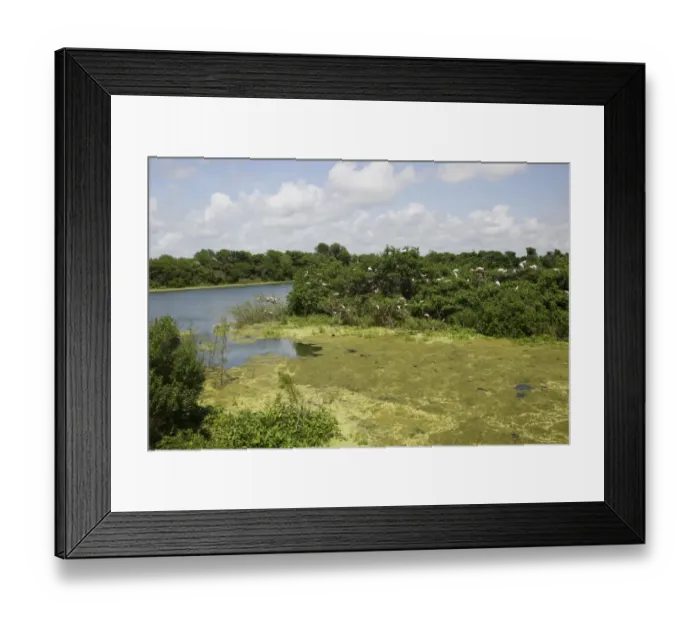Framed Print : Roseate Spoonbill (Ajaia ajaja) and egret nesting colony in wetland habitat, High Island Rookery Framed Print : Roseate Spoonbill (Ajaia ajaja) and egret nesting colony in wetland habitat, High Island Rookery