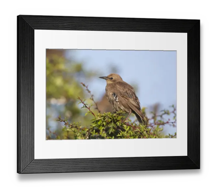 Framed Print : Common Starling (Sturnus vulgaris) immature, entering first winter plumage, perched in hawthorn, Suffolk, England, July Framed Print : Common Starling (Sturnus vulgaris) immature, entering first winter plumage, perched in hawthorn, Suffolk, England, July