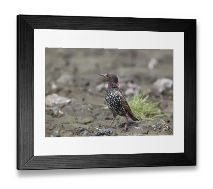 Framed Print : Common Starling (Sturnus vulgaris) adult, entering winter plumage, standing on mud, Suffolk, England, August Framed Print : Common Starling (Sturnus vulgaris) adult, entering winter plumage, standing on mud, Suffolk, England, August