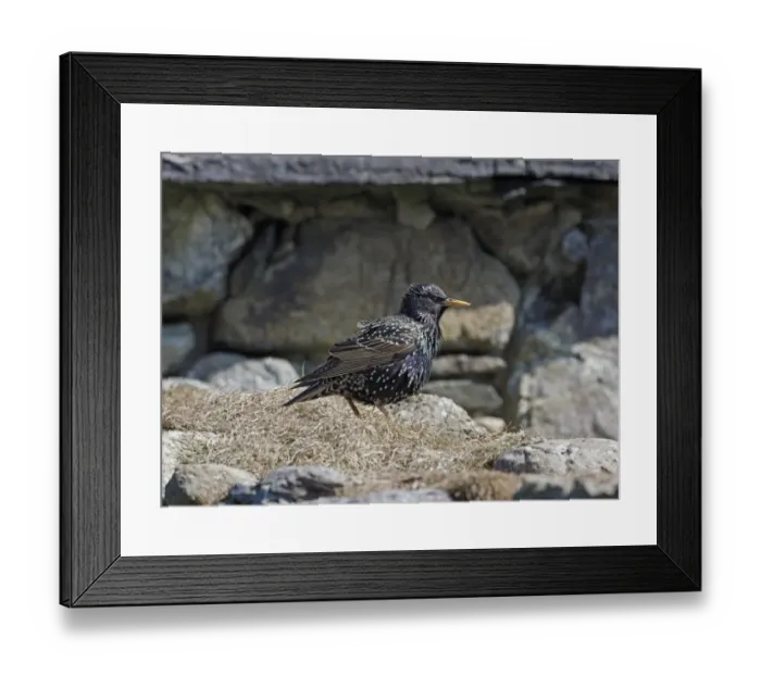 Framed Print : Common Starling (Sturnus vulgaris zetlandicus) Shetland race, adult, breeding plumage, standing on stone wall, Fetlar Framed Print : Common Starling (Sturnus vulgaris zetlandicus) Shetland race, adult, breeding plumage, standing on stone wall, Fetlar