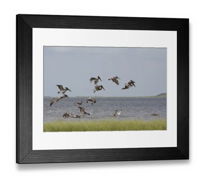 Framed Print : Brown Pelican (Pelecanus occidentalis) juveniles, flock in flight, feeding offshore, Bolivar Flats, Upper Texas Coast Framed Print : Brown Pelican (Pelecanus occidentalis) juveniles, flock in flight, feeding offshore, Bolivar Flats, Upper Texas Coast