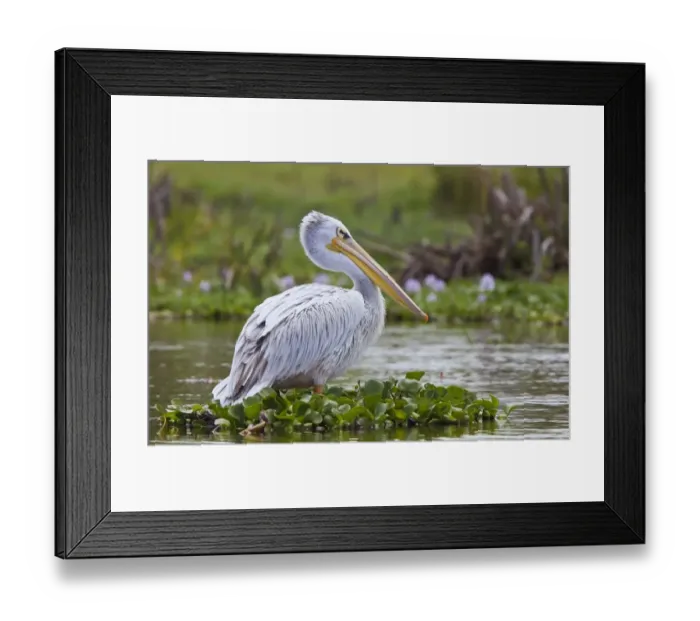 Framed Print : Pink-backed Pelican (Pelecanus rufescens) adult, breeding plumage, standing on aquatic vegetation, Lake Naivasha