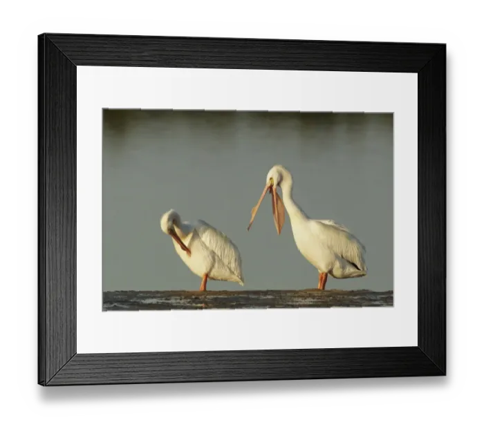 Framed Print : American White Pelican (Pelecanus erythrorhynchos) two adults, breeding plumage, preening