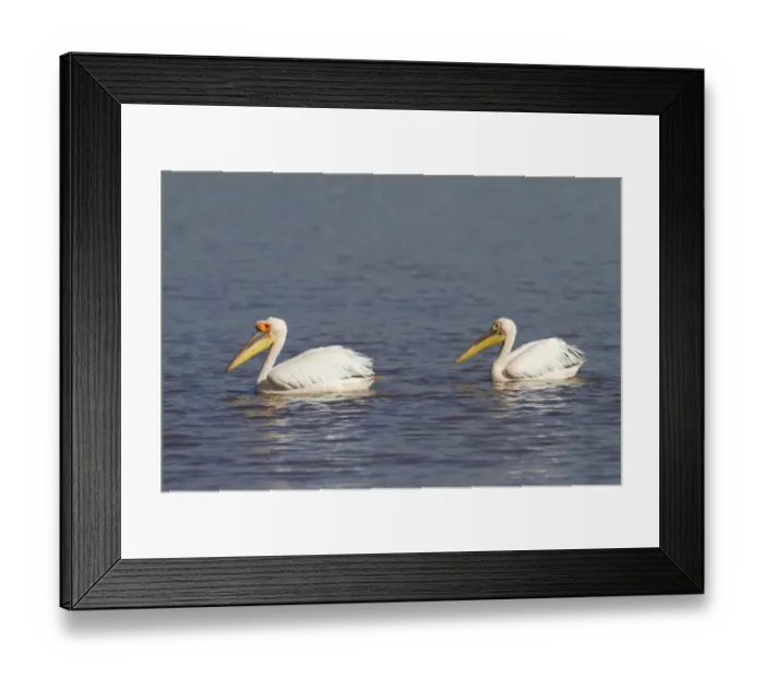 Framed Print : Great White Pelican (Pelecanus onocrotalus) two adults, breeding plumage, swimming on lake, Lake Nakuru N. P Framed Print : Great White Pelican (Pelecanus onocrotalus) two adults, breeding plumage, swimming on lake, Lake Nakuru N. P