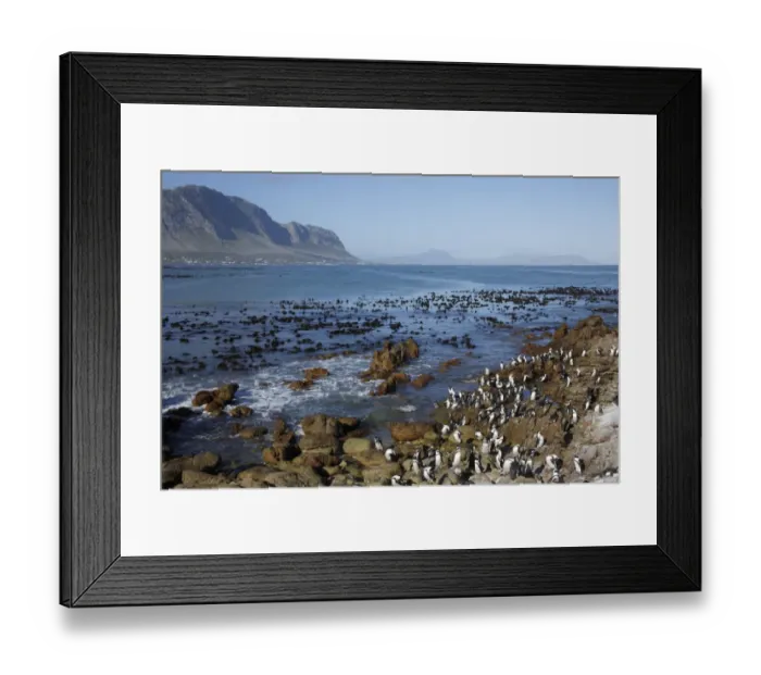 Framed Print : Jackass Penguin (Spheniscus demersus) adults and juveniles, colony standing on rocks in coastal habitat Framed Print : Jackass Penguin (Spheniscus demersus) adults and juveniles, colony standing on rocks in coastal habitat