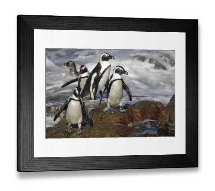Framed Print : Jackass Penguin (Spheniscus demersus) adults, group coming ashore through surf, Bettys Bay, Western Cape, South Africa