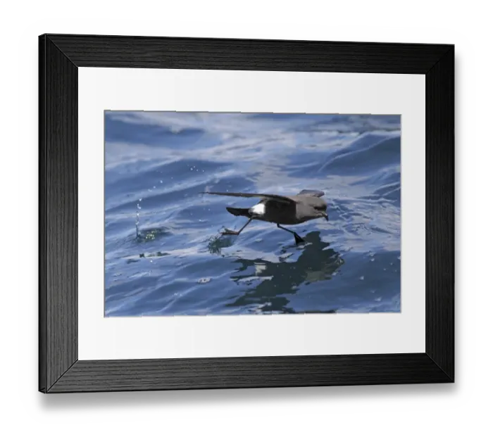 Framed Print : Wilsons Storm-petrel (Oceanites oceanicus) adult, in flight over sea, off Cape Town, Western Cape, South Africa Framed Print : Wilsons Storm-petrel (Oceanites oceanicus) adult, in flight over sea, off Cape Town, Western Cape, South Africa