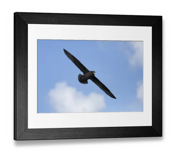 Framed Print : White-chinned Petrel (Procellaria aequinoctialis) adult, in flight over sea, off Cape Town, Western Cape, South Africa Framed Print : White-chinned Petrel (Procellaria aequinoctialis) adult, in flight over sea, off Cape Town, Western Cape, South Africa