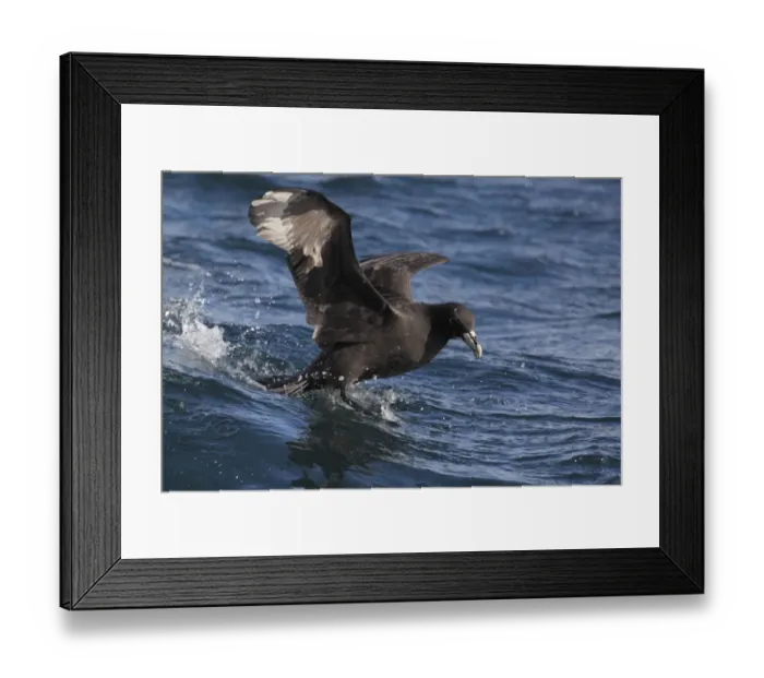 Framed Print : White-chinned Petrel (Procellaria aequinoctialis) adult, landing on water at sea, off Cape Town, Western Cape