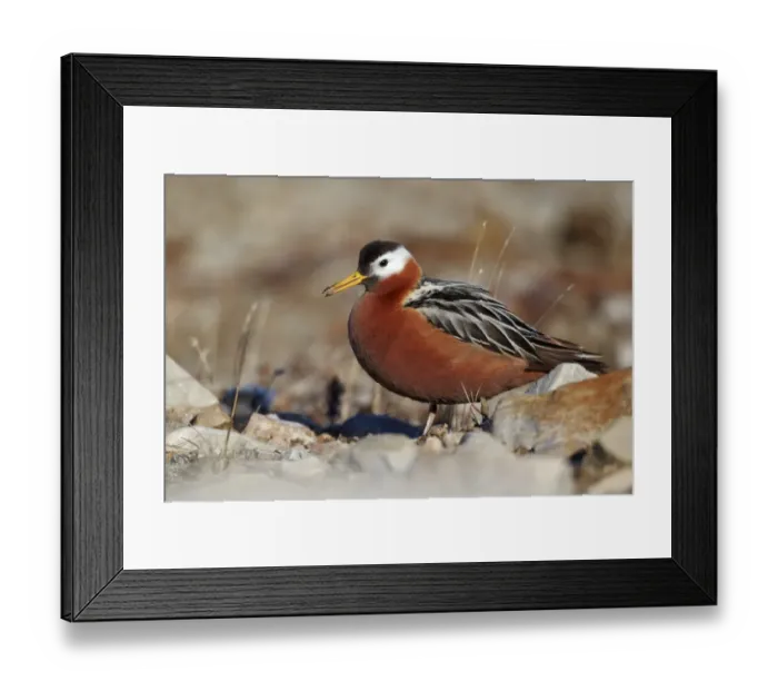 Framed Print : Grey Phalarope (Phalaropus fulicarius) adult female, breeding plumage, standing on stones, Nunavut, Canada, July