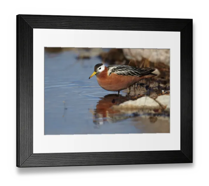 Framed Print : Grey Phalarope (Phalaropus fulicarius) adult female, breeding plumage, standing at edge of water, Nunavut, Canada, July Framed Print : Grey Phalarope (Phalaropus fulicarius) adult female, breeding plumage, standing at edge of water, Nunavut, Canada, July