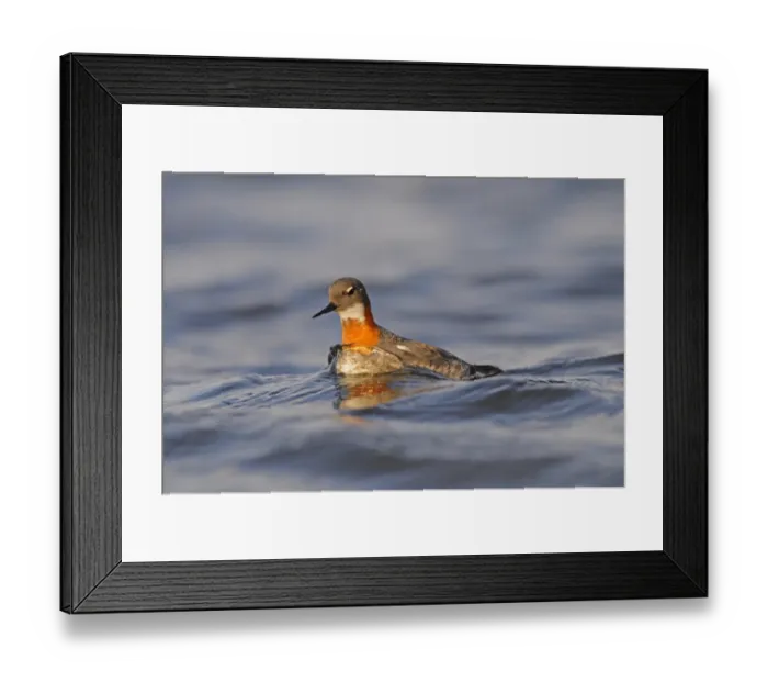 Framed Print : Red-necked Phalarope (Phalaropus lobatus) adult female, breeding plumage, swimming, Iceland, June Framed Print : Red-necked Phalarope (Phalaropus lobatus) adult female, breeding plumage, swimming, Iceland, June