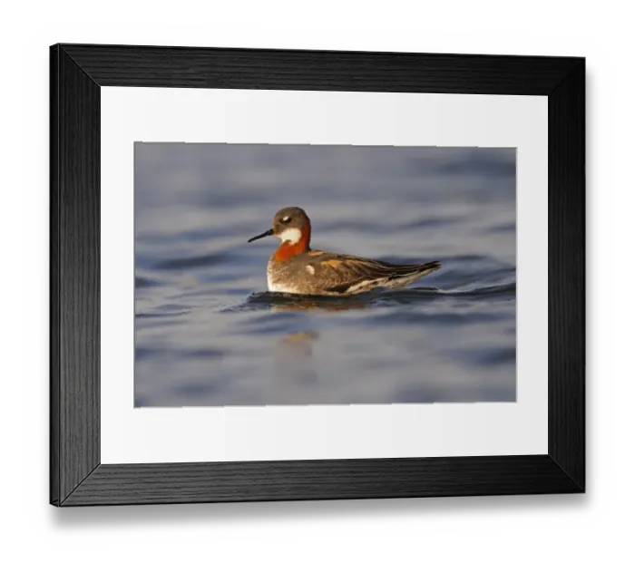 Framed Print : Red-necked Phalarope (Phalaropus lobatus) adult female, breeding plumage, swimming, Iceland, June Framed Print : Red-necked Phalarope (Phalaropus lobatus) adult female, breeding plumage, swimming, Iceland, June