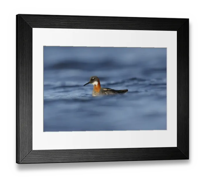 Framed Print : Red-necked Phalarope (Phalaropus lobatus) adult female, breeding plumage, swimming, Iceland, June Framed Print : Red-necked Phalarope (Phalaropus lobatus) adult female, breeding plumage, swimming, Iceland, June