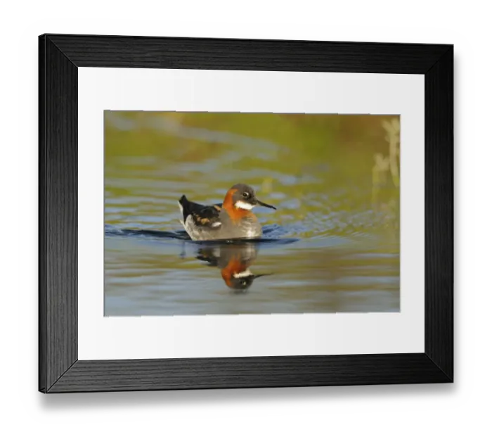 Framed Print : Red-necked Phalarope (Phalaropus lobatus) adult female, breeding plumage, swimming, Iceland, June Framed Print : Red-necked Phalarope (Phalaropus lobatus) adult female, breeding plumage, swimming, Iceland, June